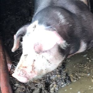 Meet your Posher, Shaelyn